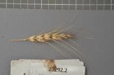 Click for 1 image(s) for this accession. Spike